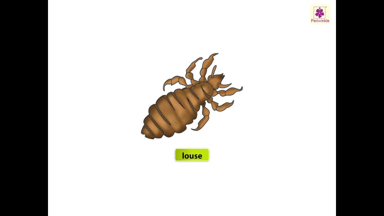 Insects | Now You Know Book B 🐞