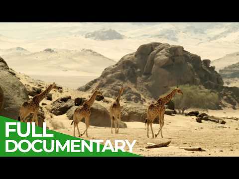 Wildlife At The Limits - Wet And Dry | Free Documentary Nature