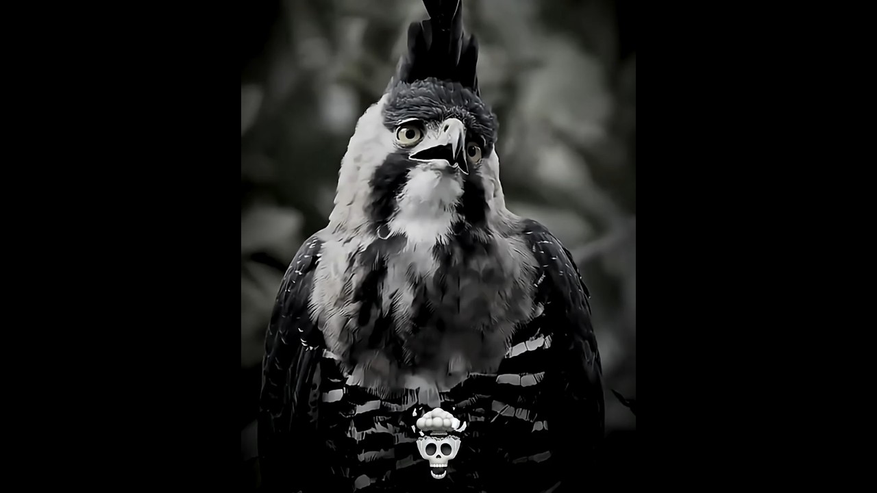 Bird's Screaming Challenge 🐦