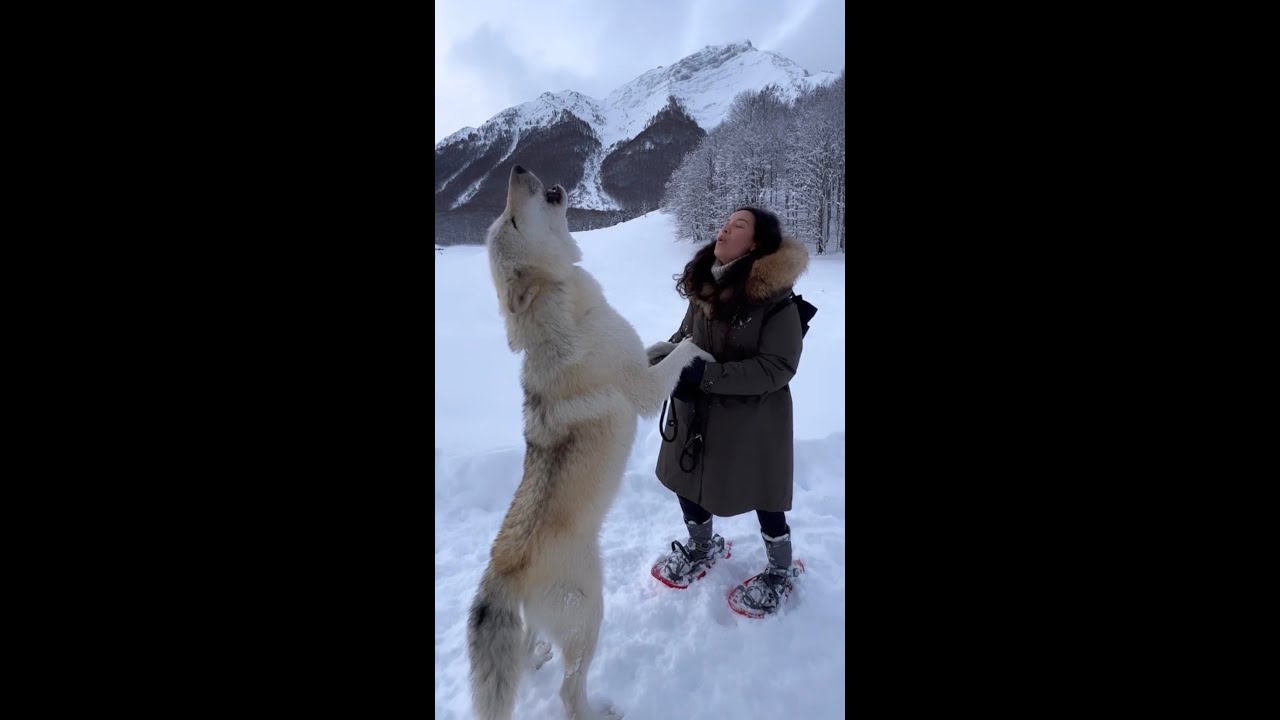 Melissa Howls with a Giant White Wolf 🐺