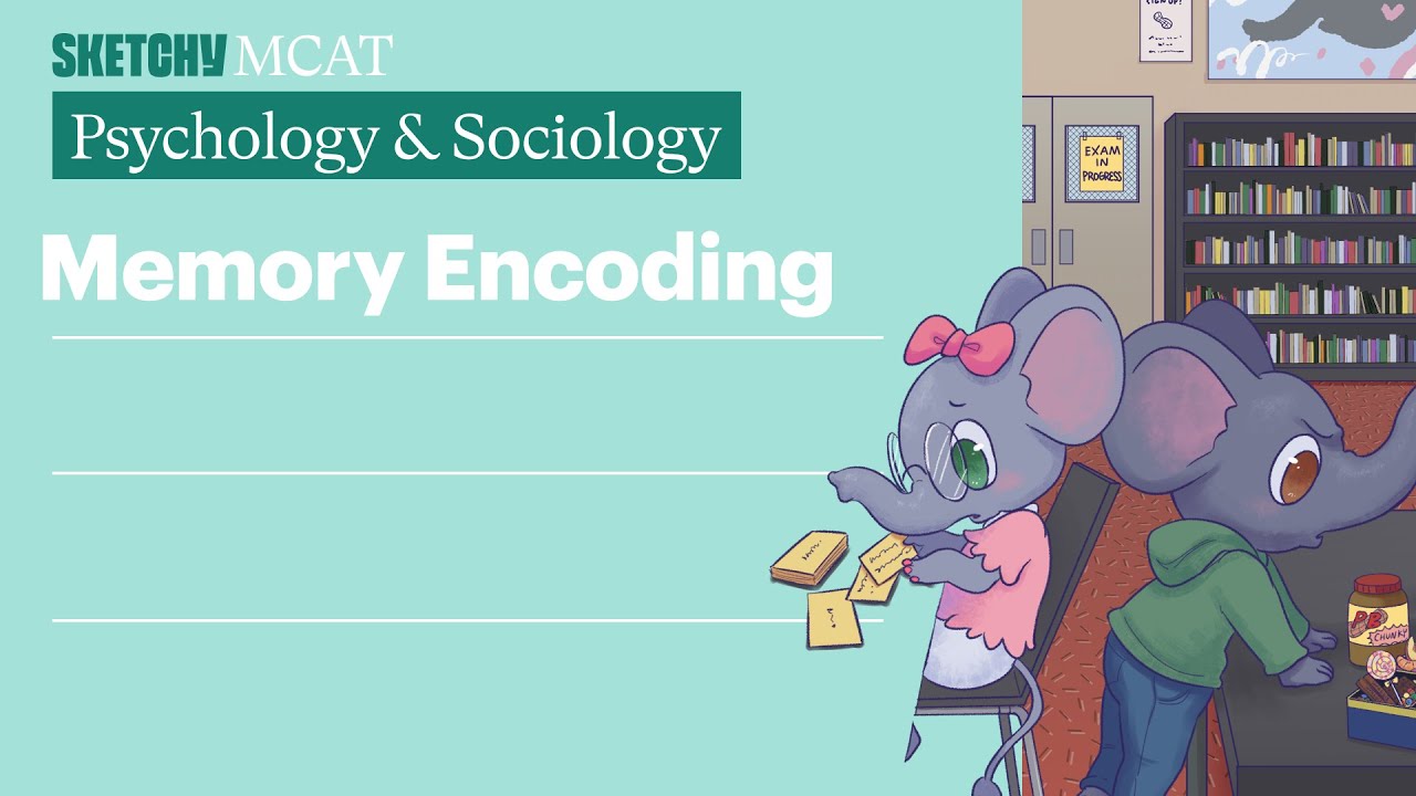 Memory Encoding in Psychology | Sketchy MCAT
