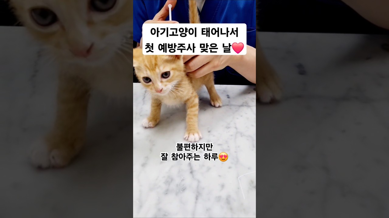 아기고양이 첫 예방주사 😻