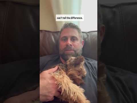 KNOW THIS BEFORE GETTING A YORKIE.