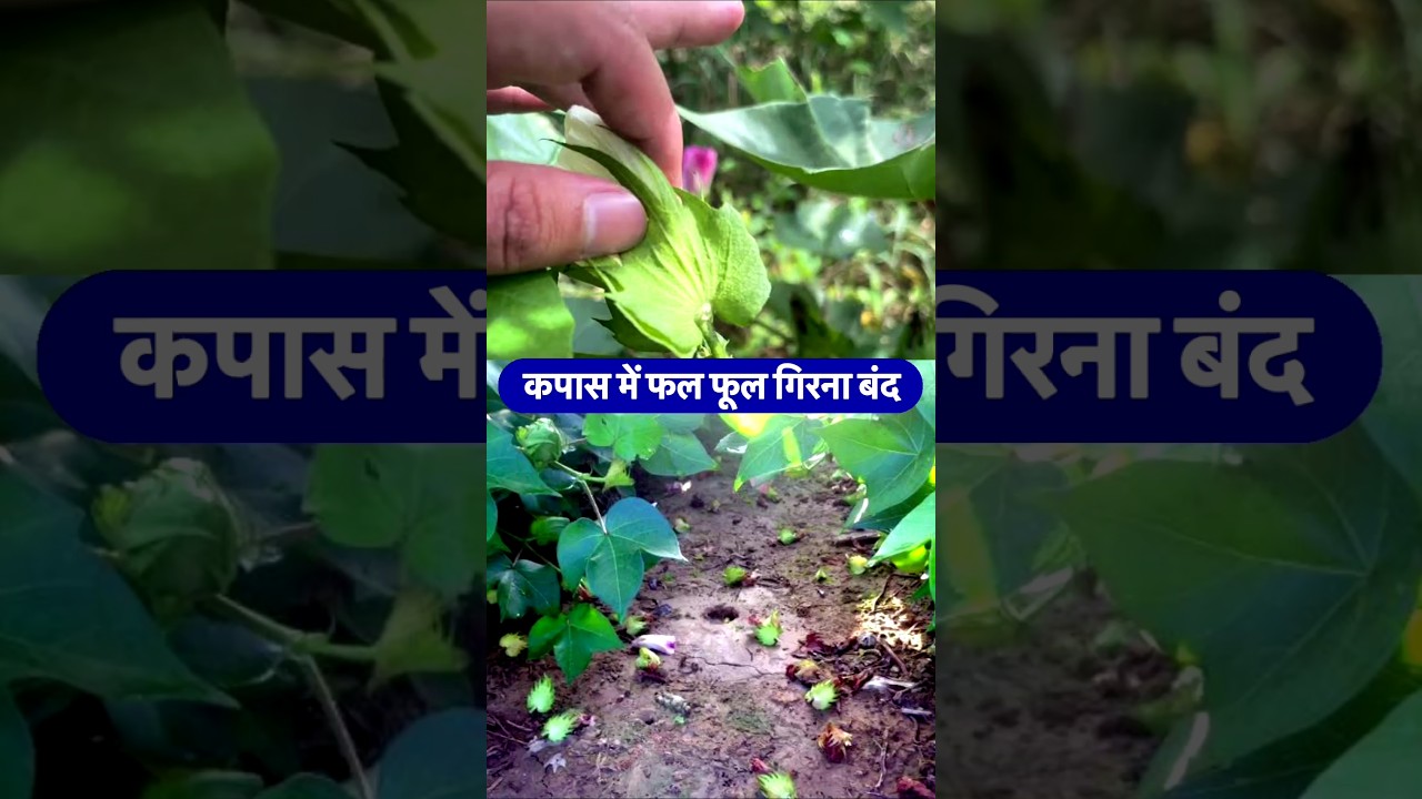 कपास में फूल गिरना कैसे रोकें 🌸