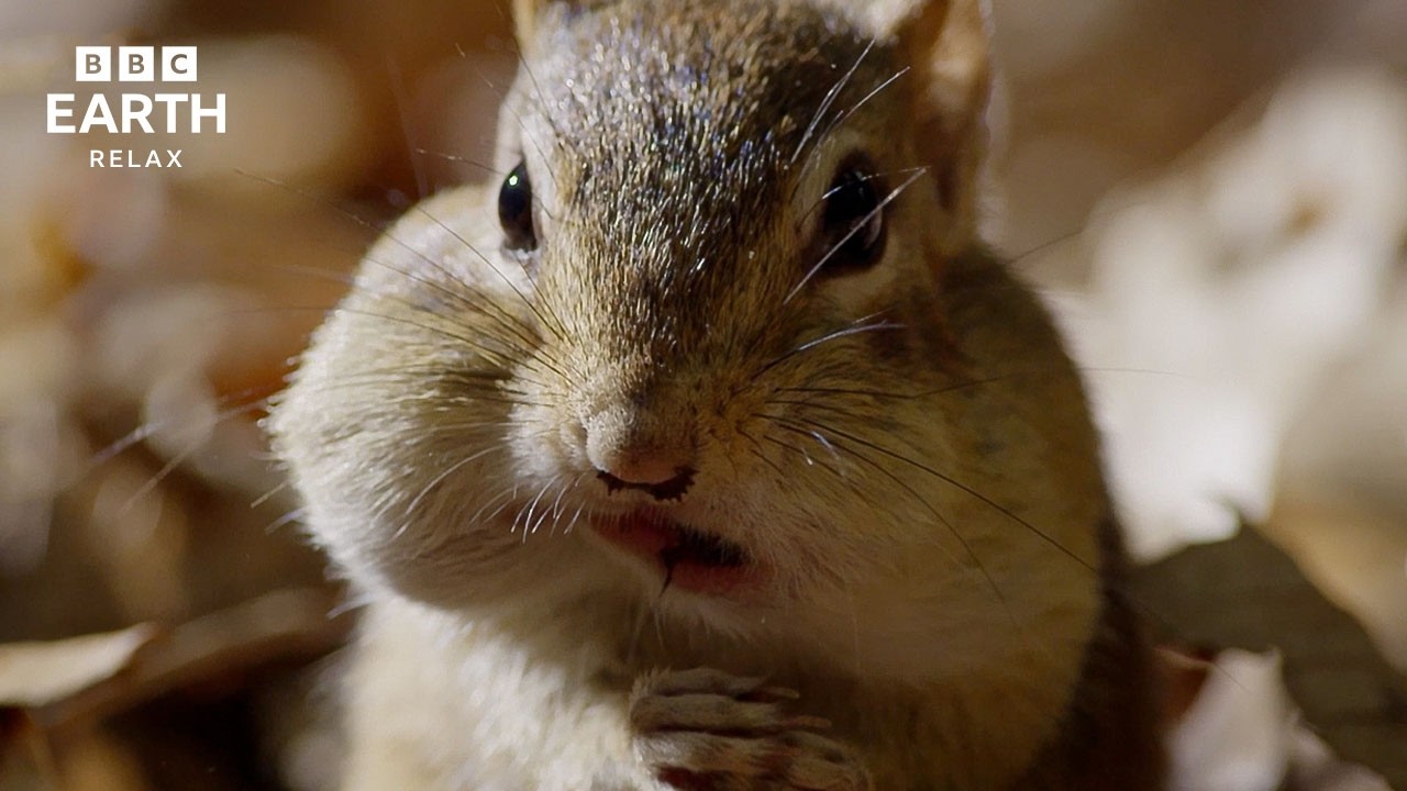 Earth's Seasons & Wildlife | BBC Earth Relax π