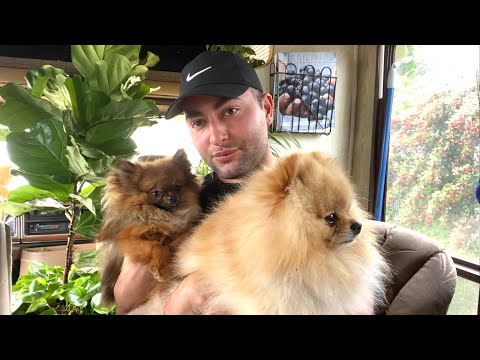 24 things you MUST know before getting a teacup pomeranian