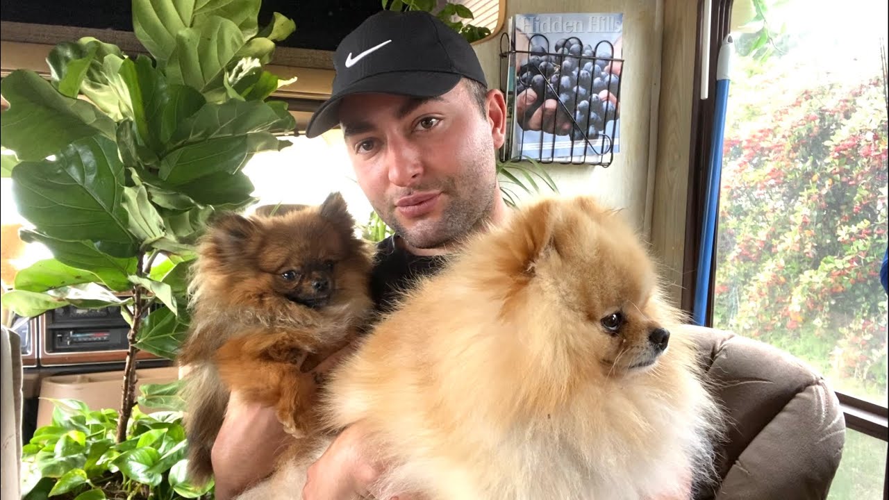 24 Essential Facts Every Teacup Pomeranian Owner Must Know 🐾