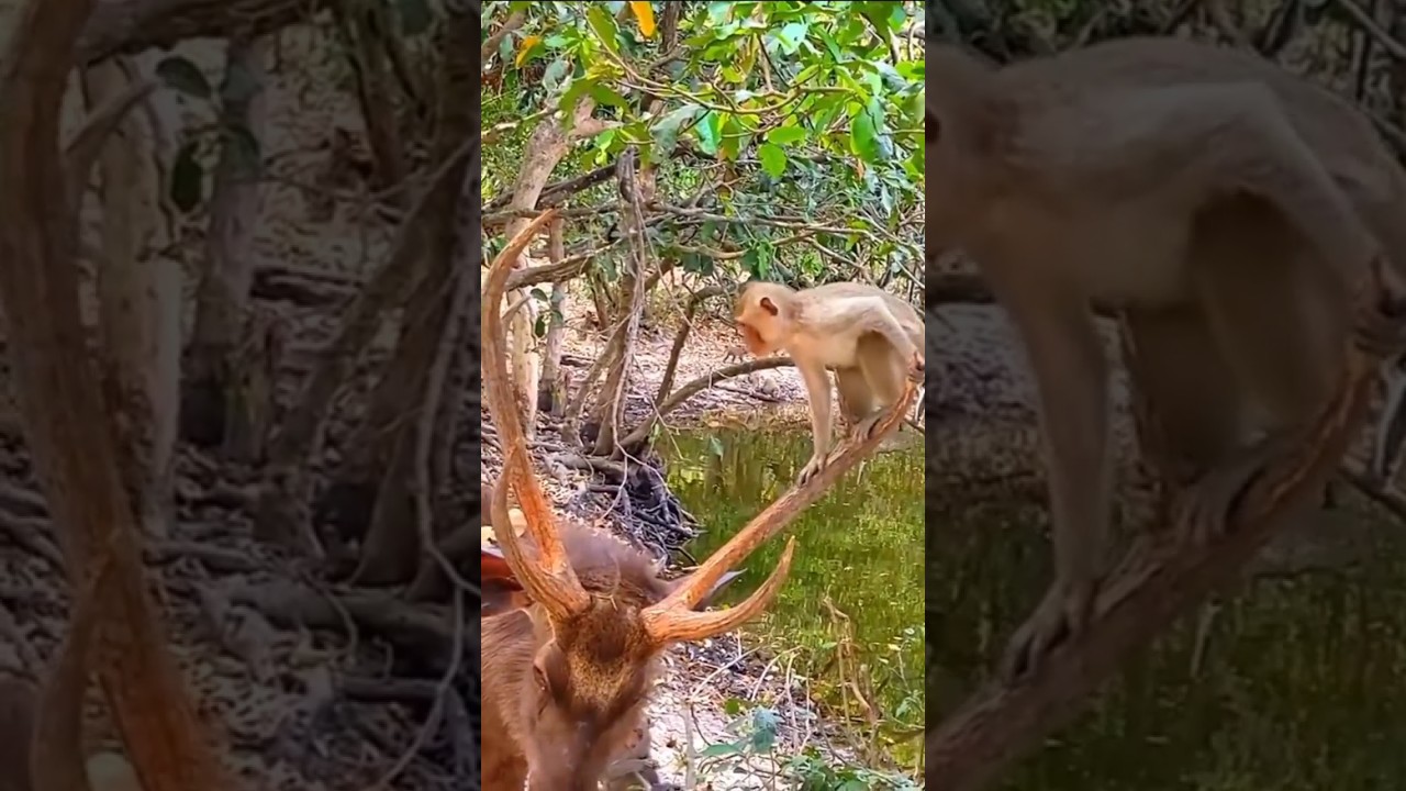 Hewan Lucu yang Bikin Ngakak 🐾