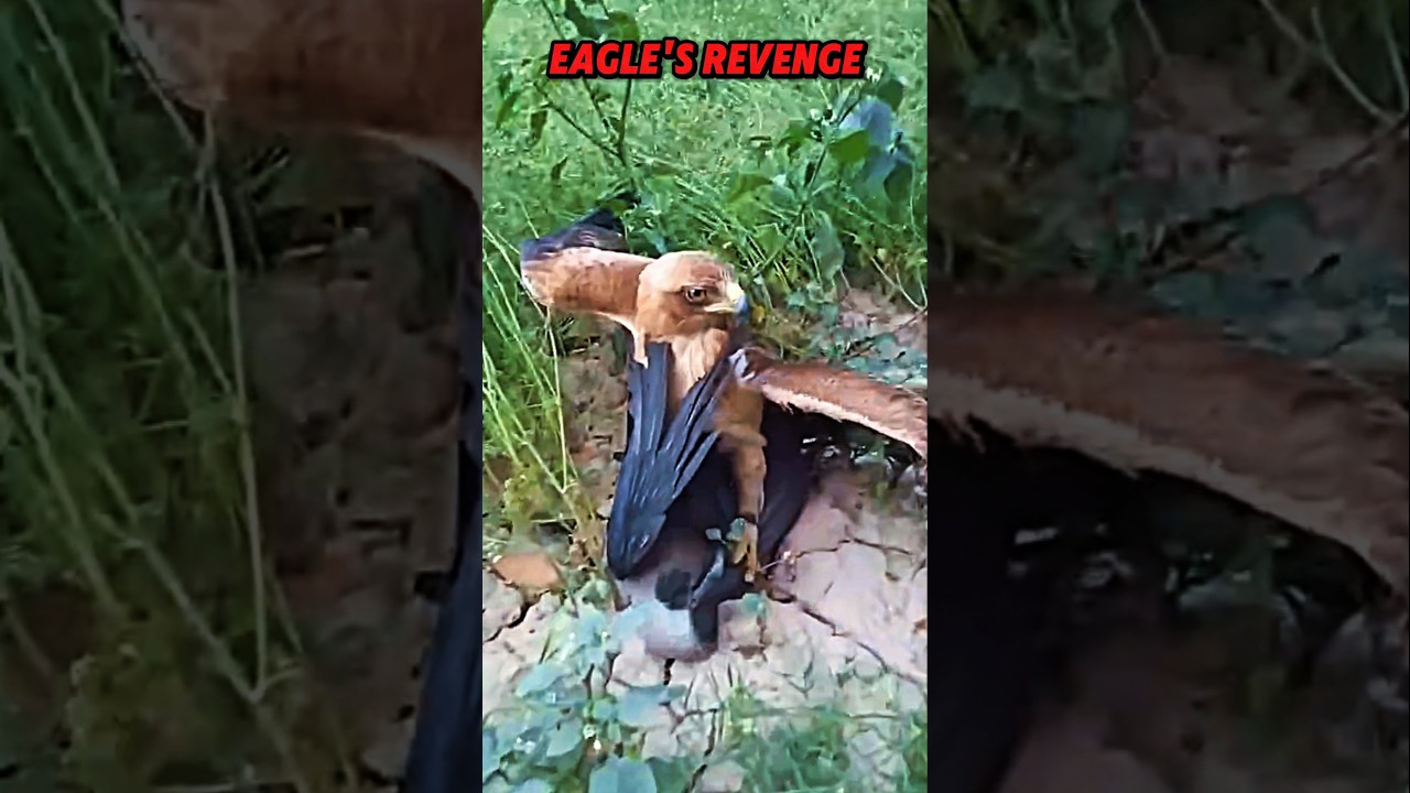 Eagle's Revenge on Crow Stealing Baby Eagle 🦅