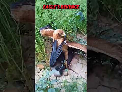 eagle vs crow #trending #wildlife #animals #youtube #eagle #crow #birds #revenge #shorts #short