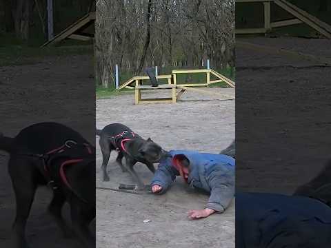 🥇Cane Corso attack! Super security and protection! #СТРАЖ Dog training. GUARD. Odessa. Ukraine.
