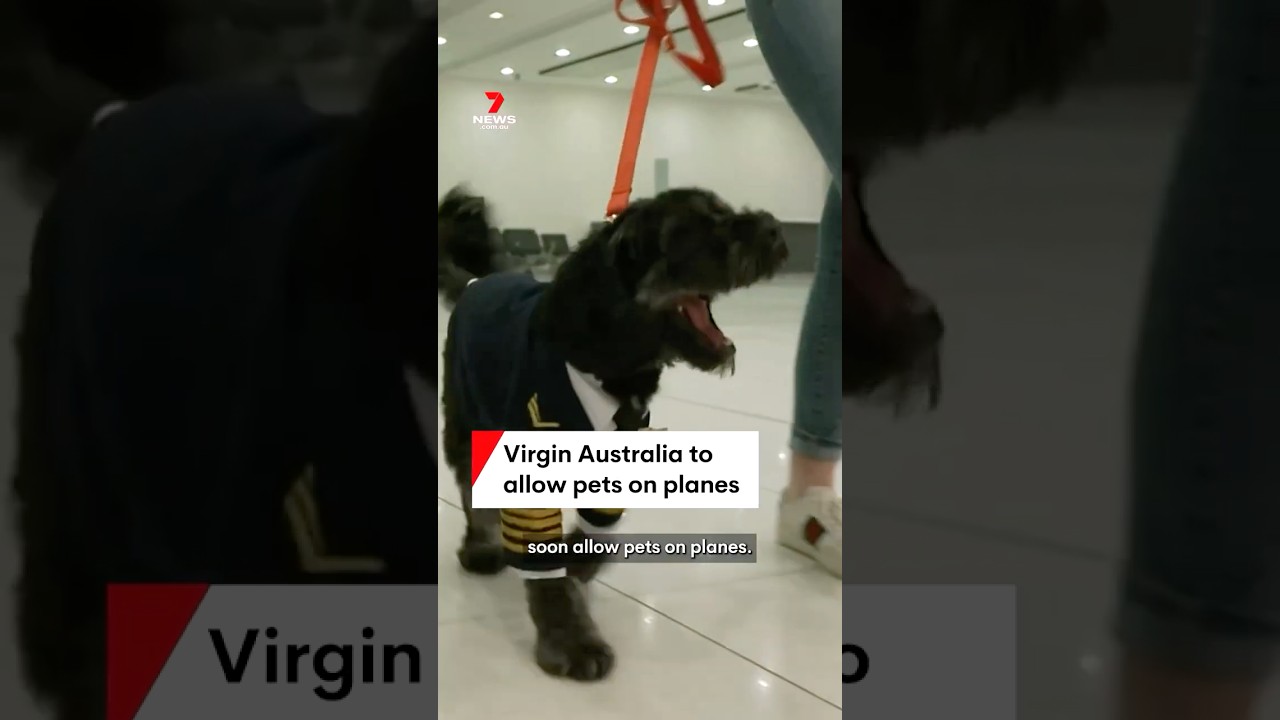 Virgin Australia to Allow Pets on Select Flights 🐾