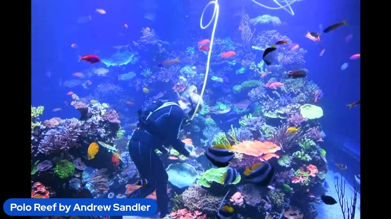 Live Dive from Polo Reef's 17,000 Gallon Tank