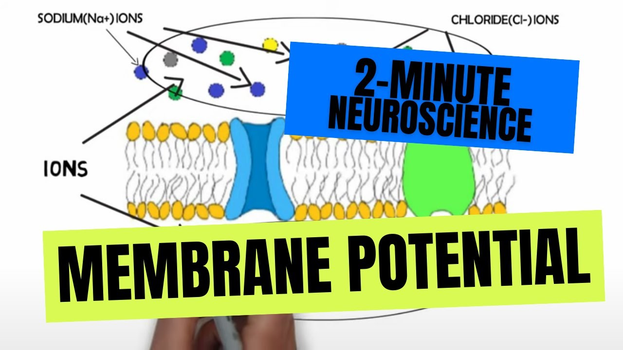 2-Minute Neuroscience: Membrane Potential ⚡