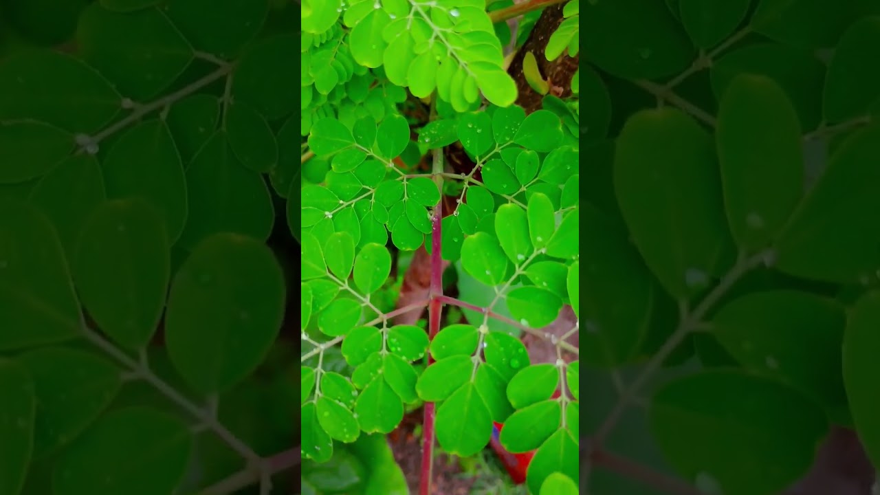 #nature #beautiful #youtube shorts #gramer sundorjo  #prakriti #flowers 😱🌿🌿🌿☘️🌻