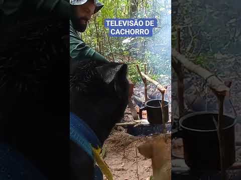 AMIZADE ANIMAL. #amimal #amizadeverdadeira #amizadeanimal #youtubeshorts