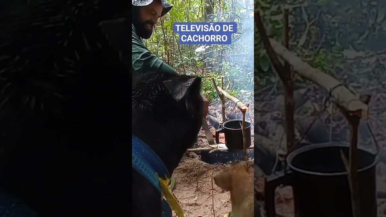 Incredible Animal Friendships That Will Warm Your Heart 🐾