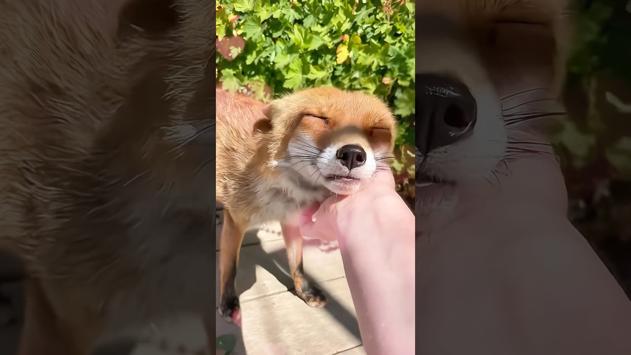 Animals Reunite with Beloved Humans 🐾