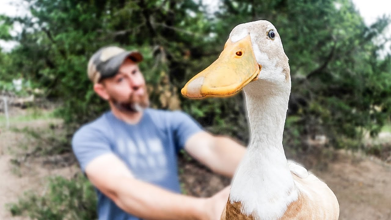 Transforming Our Experience with Ducks: From Frustration to Success