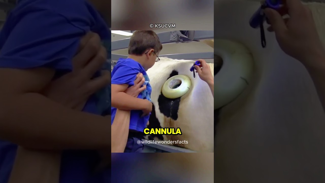 Cow Stomachs with Portholes for Research 🐄