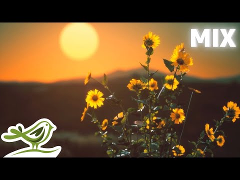 19 Beautiful Music Tracks by Peder B. Helland