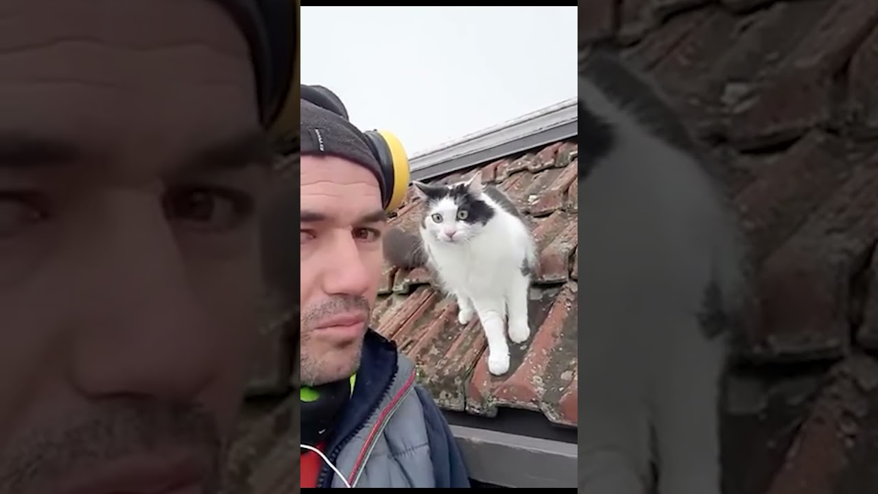 고양이 놀라게 한 성대모사 😺