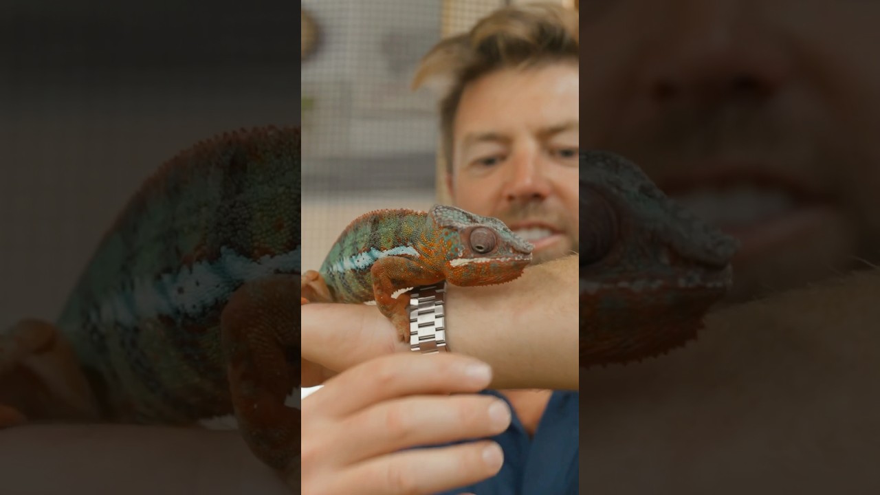 Why Do Chameleons Change Color? 🦎