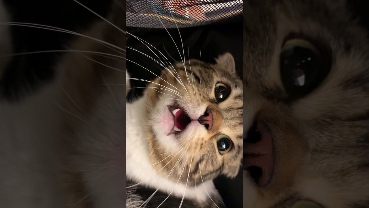 고양이 하악질, 심쿵 주의 😺