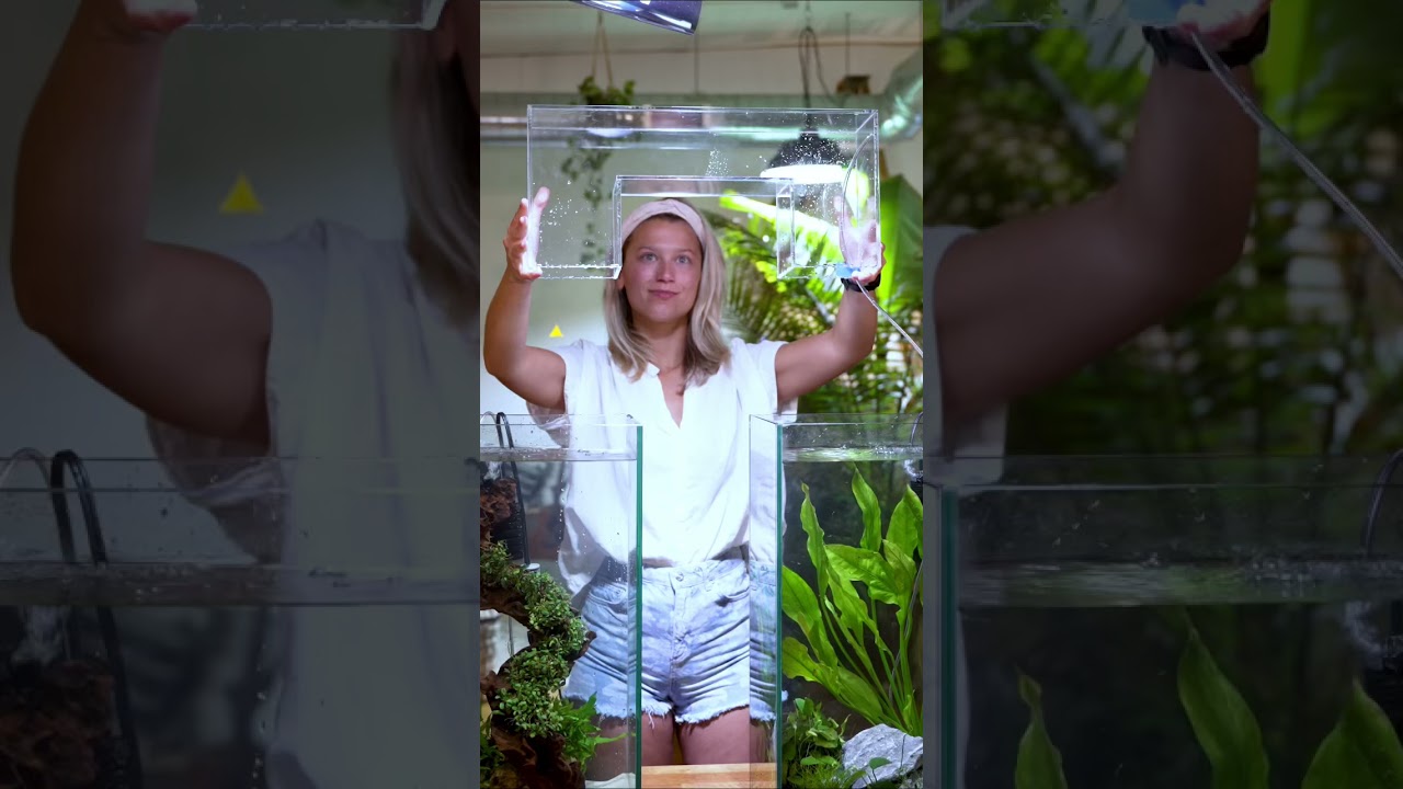 Fish Bridge 🐠 - $25 Off Wetpets Aquarium Builds