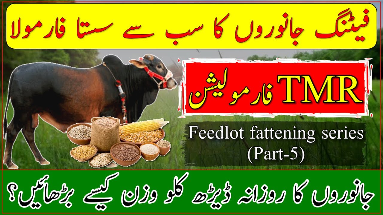 Total Mix Ration TMR formulation for Feedlot animals|Kisan News Feedlot Fattening Series part 5