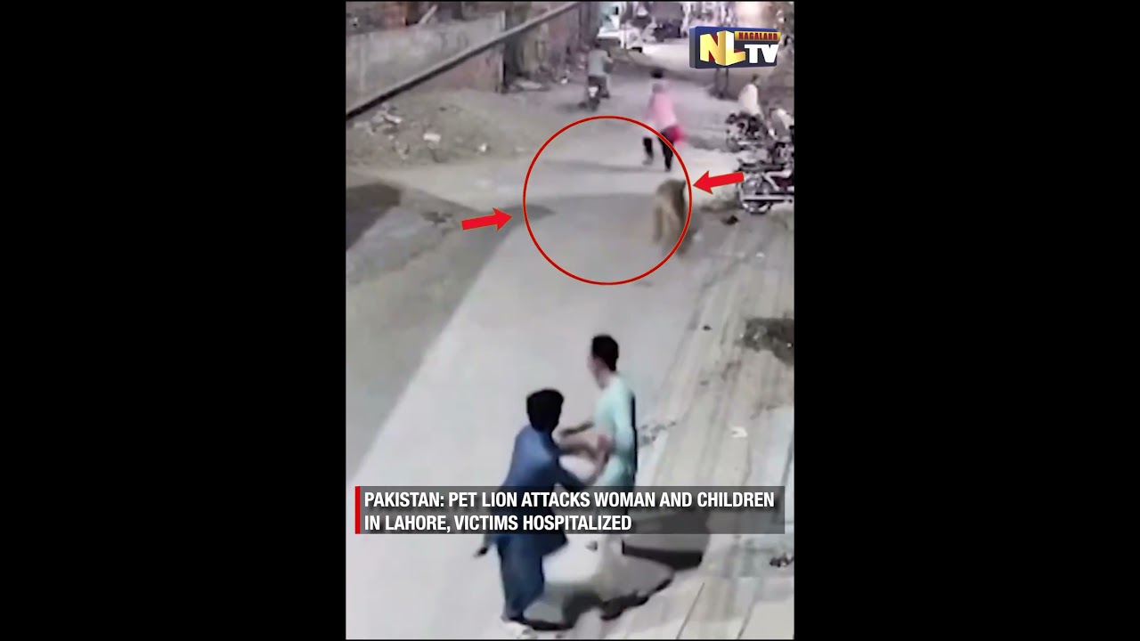 PAKISTAN: PET LION ATTACKS WOMAN AND CHILDREN IN LAHORE, VICTIMS HOSPITALIZED