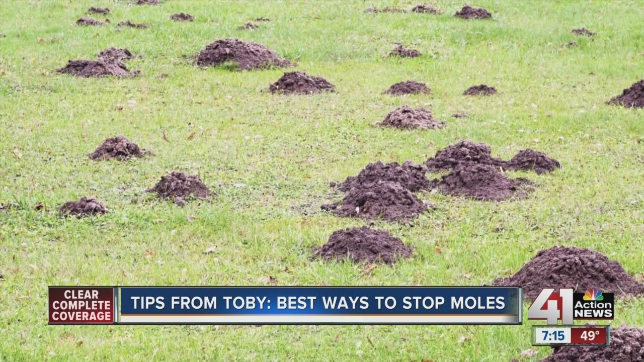 Toby's Tips: How to Stop Moles Effectively 🐾