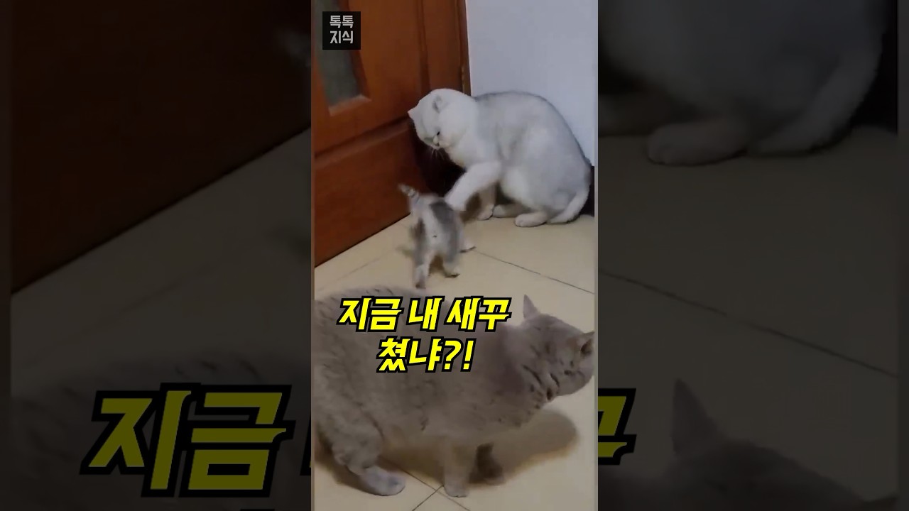 자식을 혼내는 고양이 어미의 행동 🐱