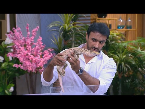 لو انتا مكان العوضى هتخاف من التعامل مع السحلية