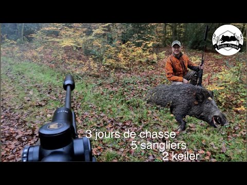 3 Jours de battue aux sangliers dans un décors automnales