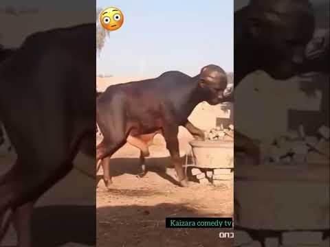 WHAT DID I JUST WATCHED #funny #trending #comedymovies #kaizaratv #movie #fyp #youtubeshorts #reels