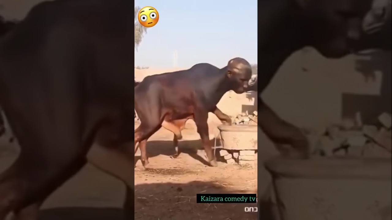 What Did I Just Watch? 😂