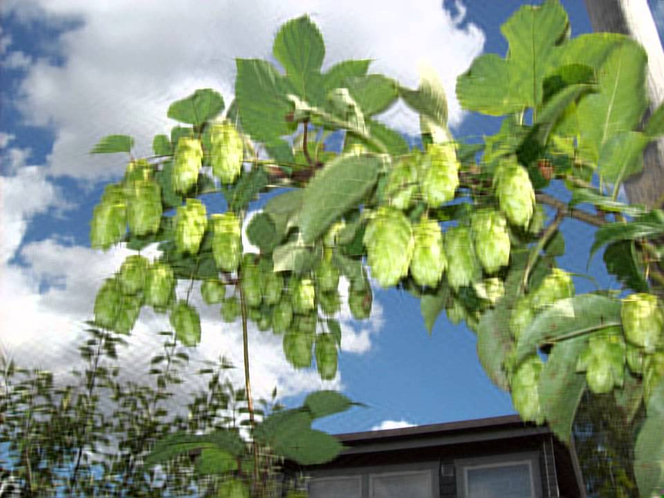 Homegrown Hops & DCT: Visualizing Coefficient Reduction Effects 🌿