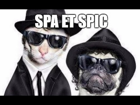 SPA vs SPIC : Différences clés en droit administratif