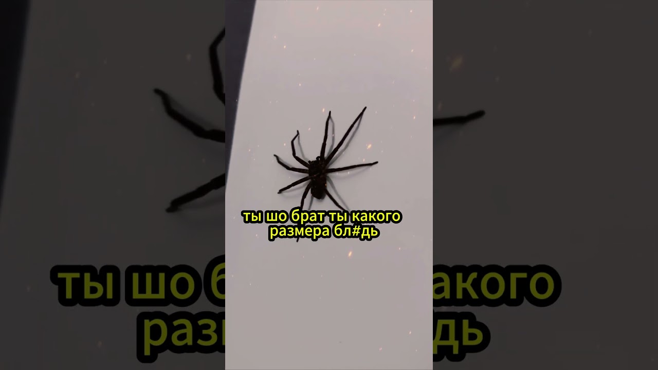 Зубарев и Паук: Лучшие моменты дома 🏡