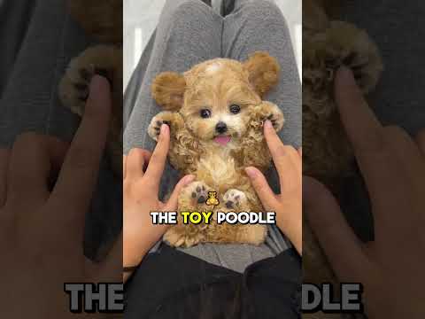 Poodle Sizes Explained: Standard, Miniature, & Toy β Which Is Right for You? π© #funfacts#pets#poodle