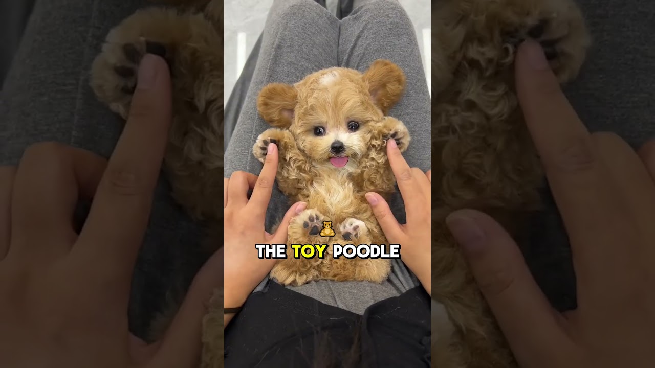 Poodle Sizes Demystified: Find Out Which One Suits You Best π©