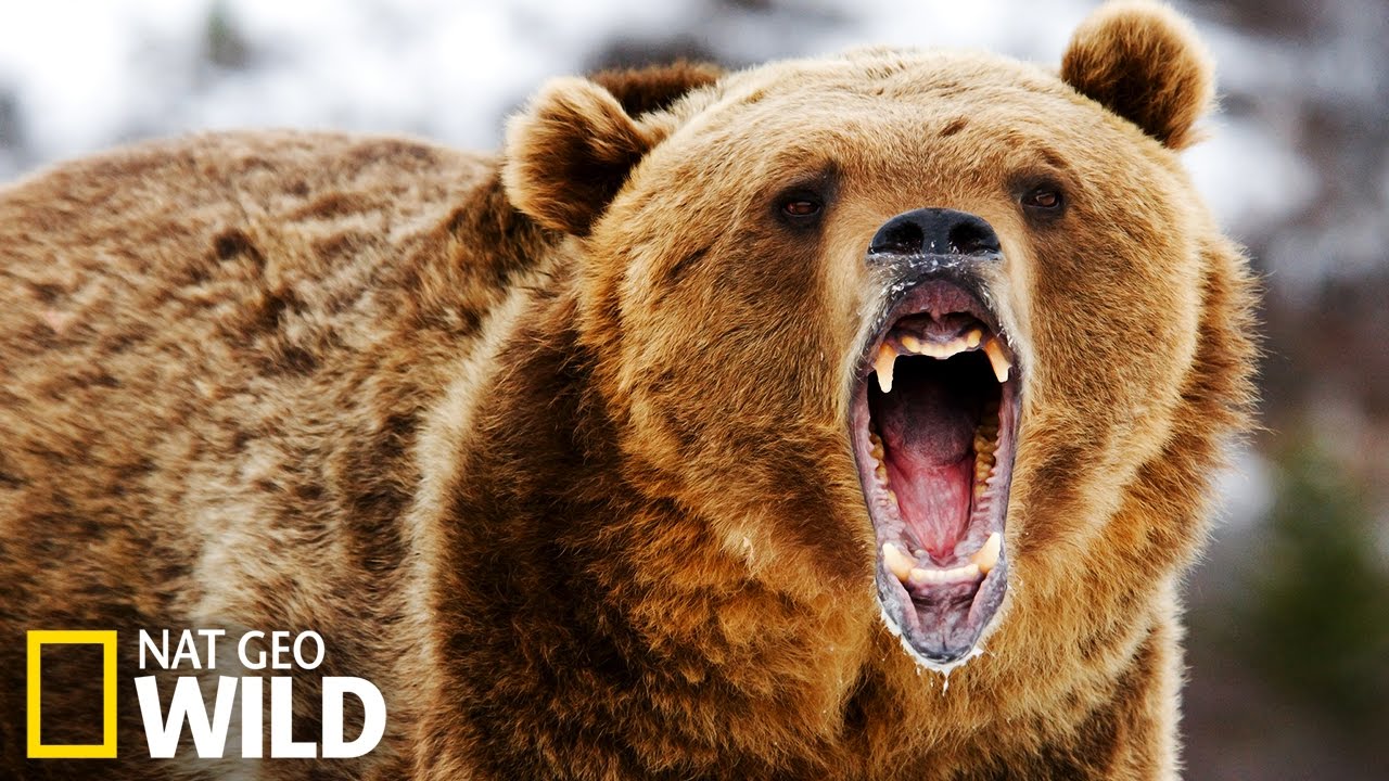 L'ours pêche ses poissons 🐟