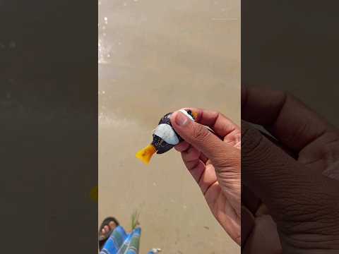 #Clown fish #rescue #fish life #marine life #marine #sea #released #marine fish