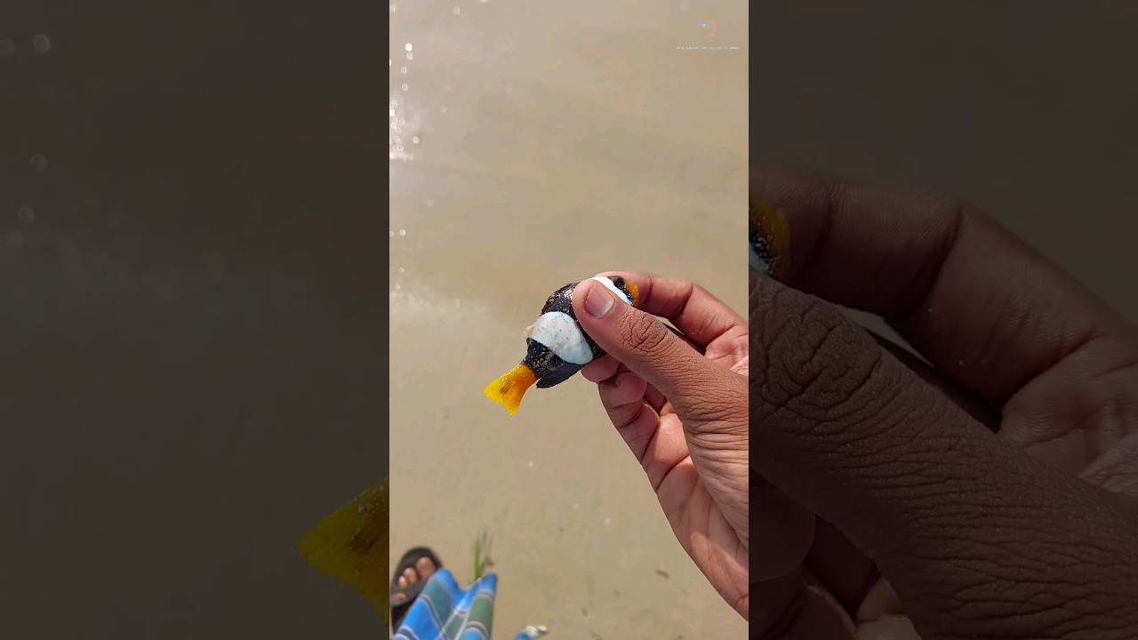 Incredible Clown Fish Rescue: Witness the Amazing Marine Life Recovery π