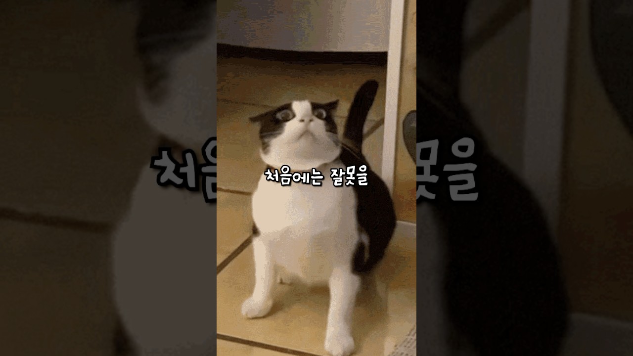 모르는 고양이의 사과 행동 🐱