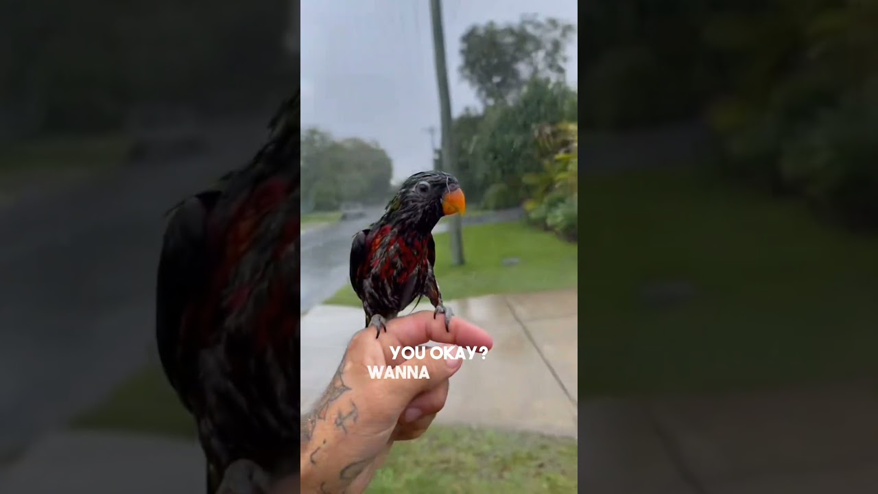 His Best Friend Bird 🐦