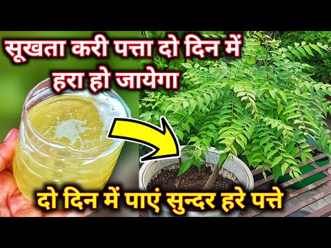 Curry Patta Fertilizer.कड़ी पत्ता की देखभालCurry leaves plant care.Kari patta.Kadi patta.कड़ी पत्ता.