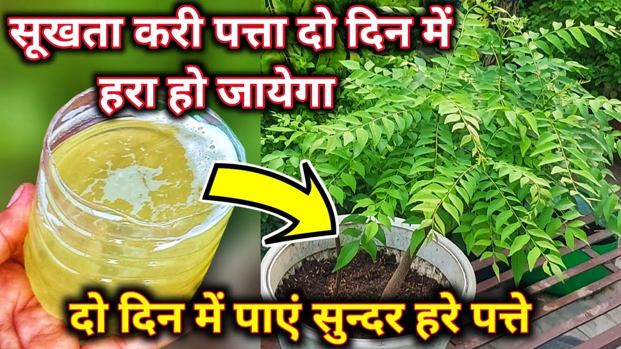 Ultimate Guide to Curry Patta Fertilizer & Care 🌿 | Keep Your Curry Leaves Healthy & Lush