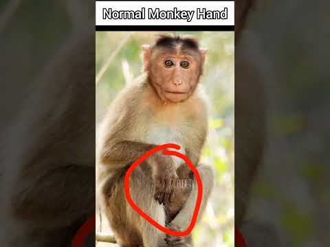 Things That are bigger than you think😱🐵|FLEX TV #thingsthatarebiggerthanyouthink #flextv #trending